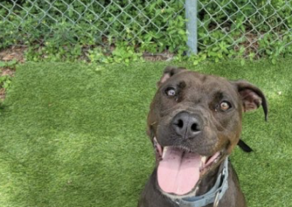 Shelter dog of the week: Mango